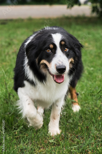 British shepherd dog sneaks in and starts herding. Smartest dog breed in the world. Charming black and white red tricolor border Collie took shepherds pose .