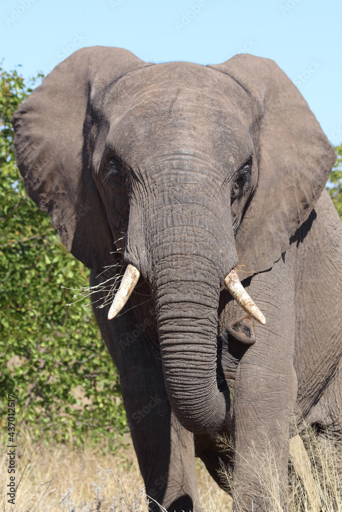 Obraz premium Afrikanischer Elefant / African elephant / Loxodonta africana