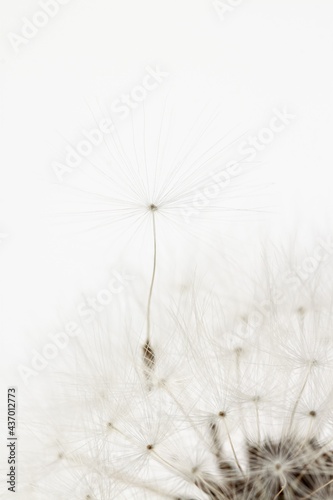 Dandelion fragile blooming fluffy blowball elegant flower with flying seed on light background macro wallpaper with place for text