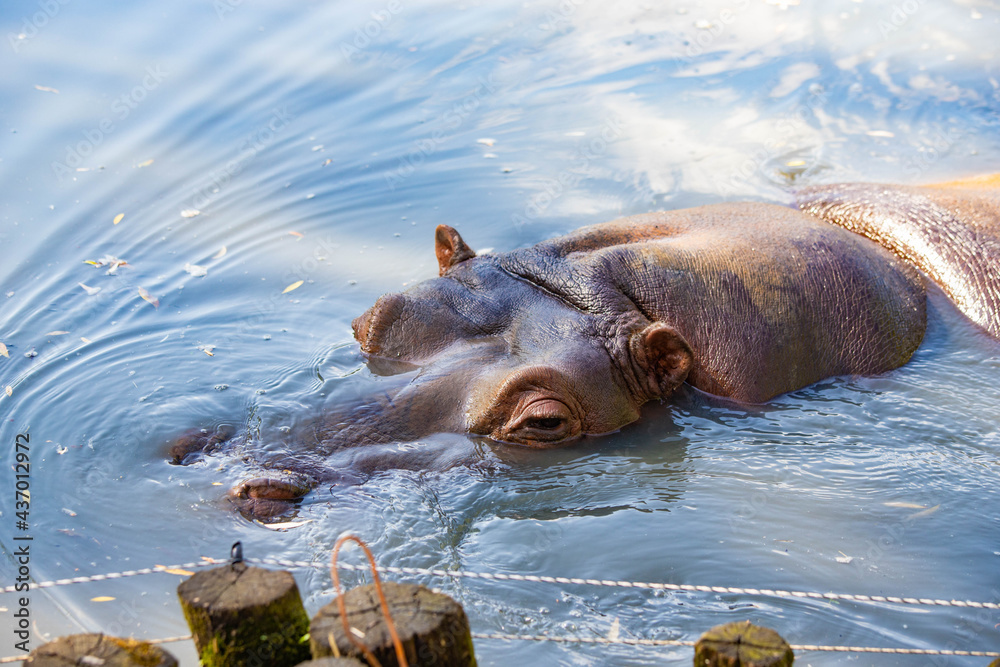 Fototapeta premium hippo swims in the lake close-up