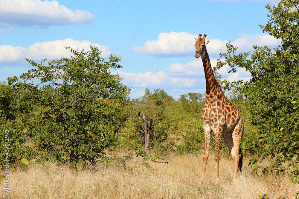 Giraffe / Giraffe / Giraffa camelopardalis Giraffe / Giraffe / Giraffa camelopardalis