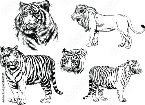 vector drawings sketches different predator   tigers lions cheetahs and leopards are drawn in ink by hand   objects with no background