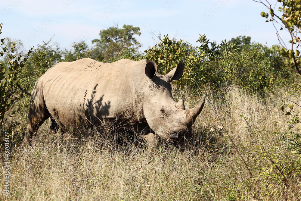 Breitmaulnashorn / Square-lipped rhinoceros / Ceratotherium Simum Breitmaulnashorn / Square-lipped rhinoceros / Ceratotherium Simum