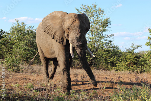 Afrikanischer Elefant   African elephant   Loxodonta africana