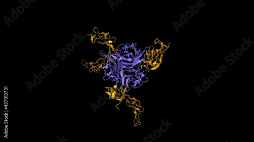 Human RANKL(blue)-OPG(orange) complex, animated 3D cartoon and Gaussian surface model, black background photo