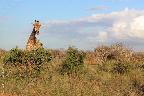 Photography Giraffe / Giraffe / Giraffa Camelopardalis