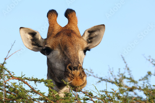 Photography Giraffe / Giraffe / Giraffa camelopardalis