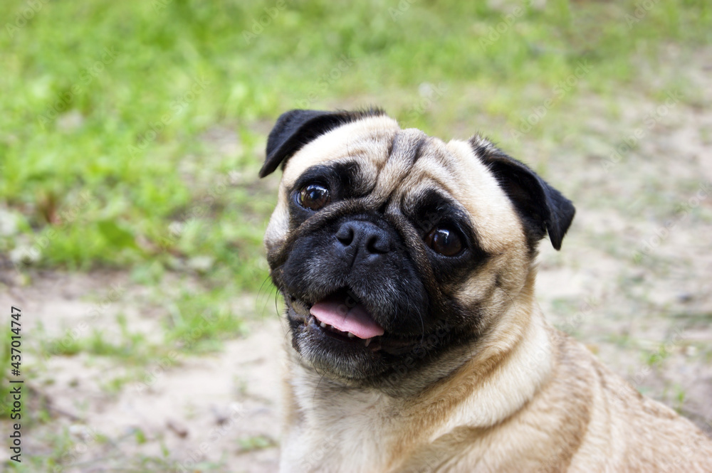 Portrait of a pug sitting on the ground in a summer park.