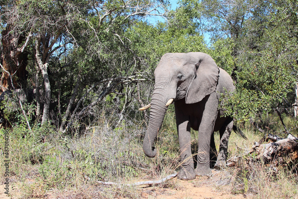 Obraz premium Afrikanischer Elefant / African elephant / Loxodonta africana