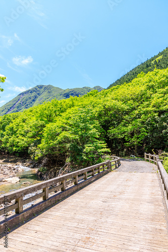  初夏の坊ガツルへと続く登山道 くじゅう連山 大分県 mountain trail leading to the early summer bogatsuru Kuju mountain range Ooita-ken