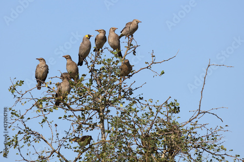 Lappenstar / Wattled starling / Creatophora cinerea.