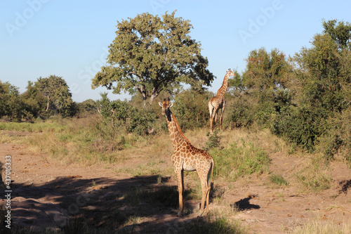 Canvas Print Giraffe / Giraffe / Giraffa camelopardalis