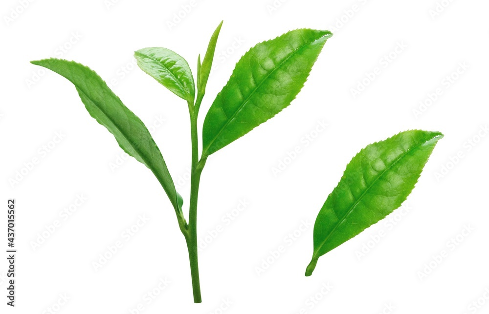 茶葉 生茶葉 お茶の葉 イラスト リアル 4 Stock Illustration Adobe Stock