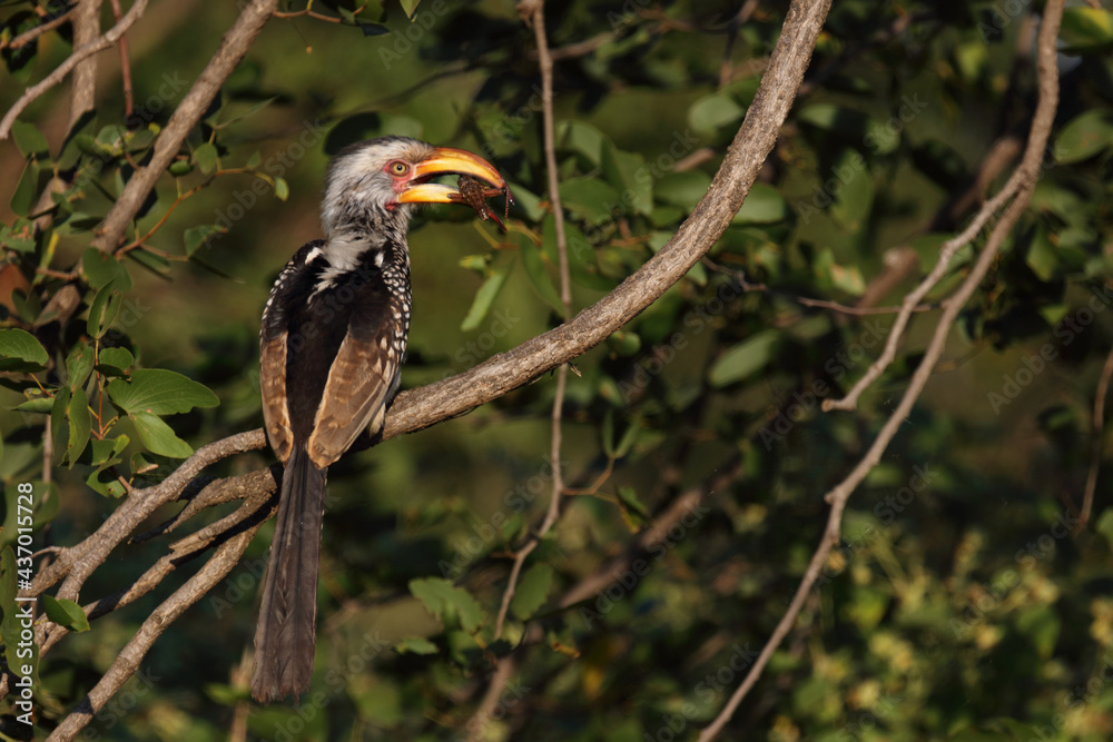 Südlicher Gelbschnabeltoko / Southern yellow-billed hornbill / Tockus leucomelas Südlicher Gelbschnabeltoko / Southern yellow-billed hornbill / Tockus leucomelas