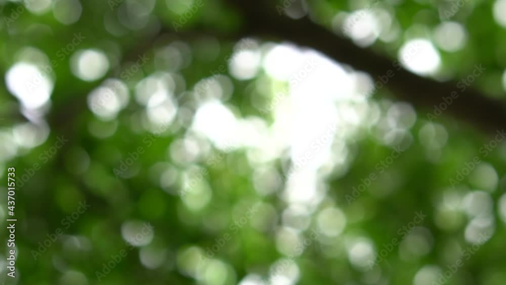 Nature Bokeh Background On Summer Nature Bokeh Background On Summer