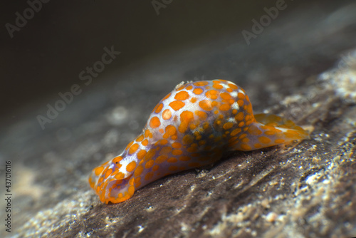 Yellow-spotted Bubble Snail -lamprohaminoea sp. (nudibranch - sea slug). Macro underwater world of  Romblon, Philippines.