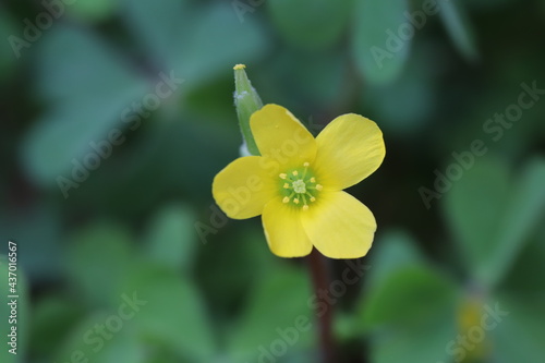 Fototapeta Naklejka Na Ścianę i Meble -  春の野原に咲くカタバミの黄色い花