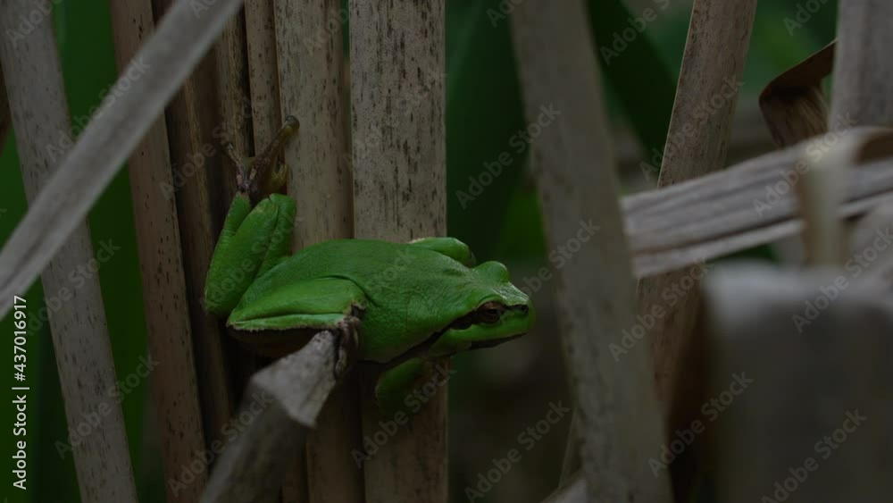 Male of European tree frog (Hyla arborea) sitting on dry cattail leaf waiting for females during breeding season. Wildlife macro footage with green beige contrast Male of European tree frog (Hyla arborea) sitting on dry cattail leaf waiting for females during breeding season. Wildlife macro footage with green beige contrast