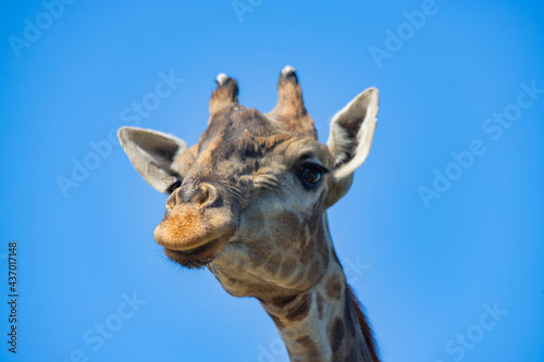Fototapeta Naklejka Na Ścianę i Meble -  giraffe head close-up against the sky