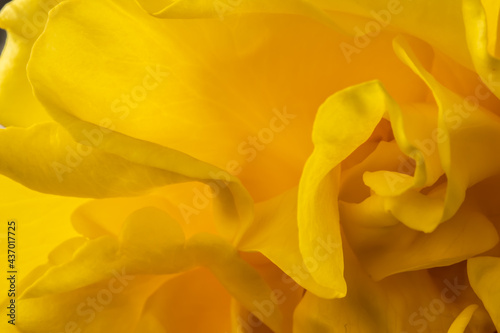 Makroaufnahme einer gelben Rose, Blütenblätter