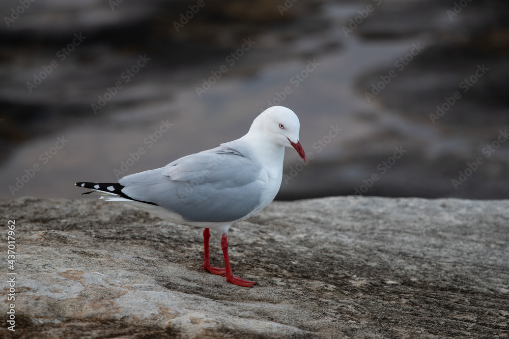 A seagull standing on the rock. A seagull standing on the rock.