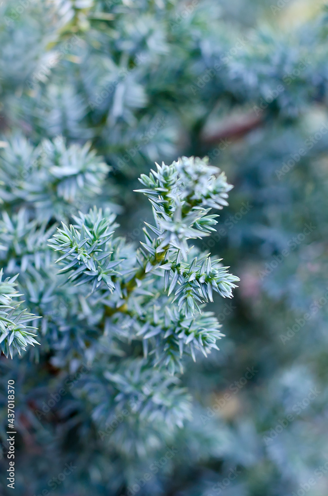 Cultivar creeping juniper squamata Blue Star grown in the garden. Cultivar creeping juniper squamata Blue Star grown in the garden.
