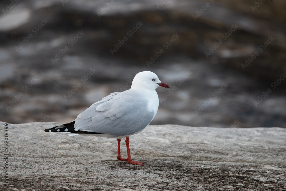 A seagull standing on the rock. A seagull standing on the rock.