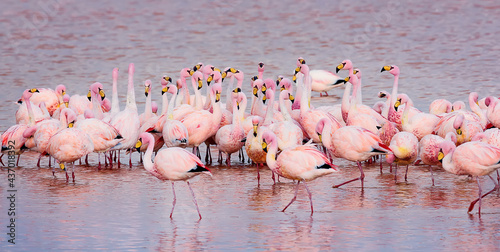 Flock of Pink Andean flamingos in Laguna Colorada, Eduardo Avaroa Andean Fauna National Reserve. 