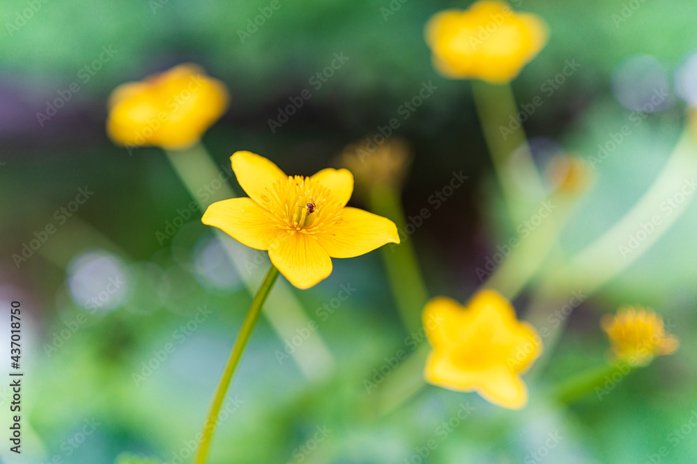 Sumpfdotterblume (bot.: Caltha palustris) aus der Gattung der Hahnenfußgewächse, blühend, gelb im Frühling mit Ameise im Blütenstand, Bizauer Moos, Bregenzerwald, Vorarlberg