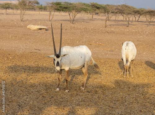 Arabian Oryx Antelope at a wildlife conservation park in Abu Dhabi, United Arab Emirates