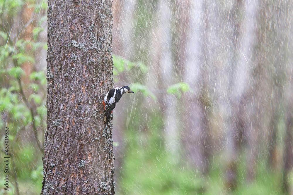 spotted woodpecker on tree, springtime beautiful forest bird in spring spotted woodpecker on tree, springtime beautiful forest bird in spring