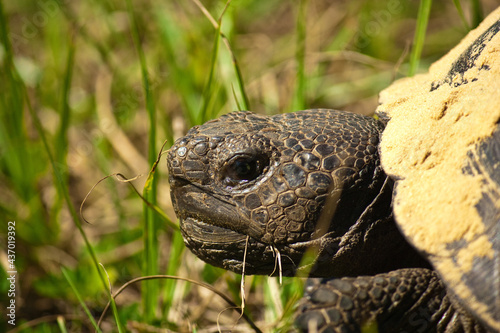 Closeup head shot of a Gopher Tortoise
