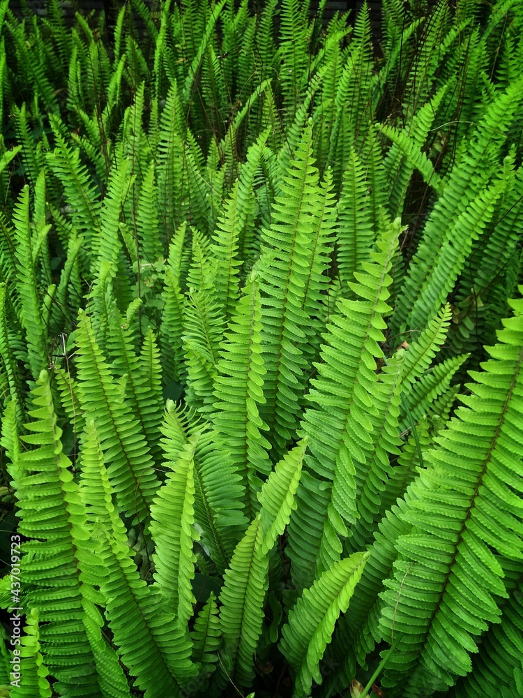fern leaves fern leaves