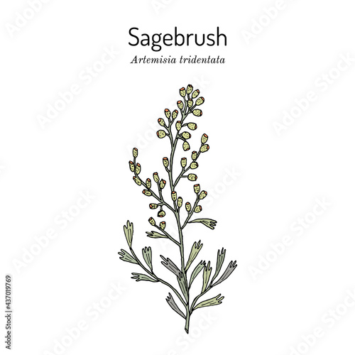 Sagebrush Artemisia tridentata , the official state shrub of Wyoming photo