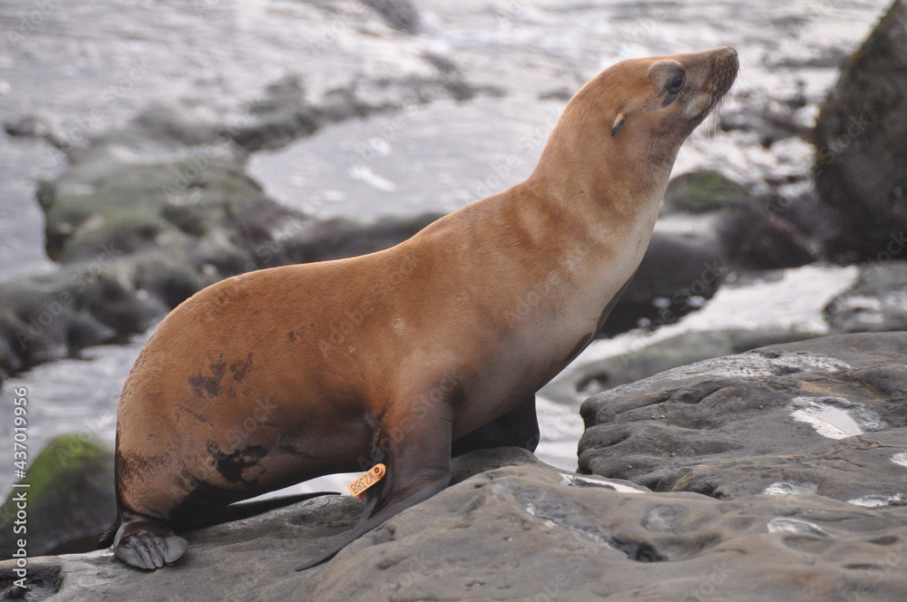 Fototapeta premium Beautiful brown fur seal walking on stones near water in La Jolla beach, California
