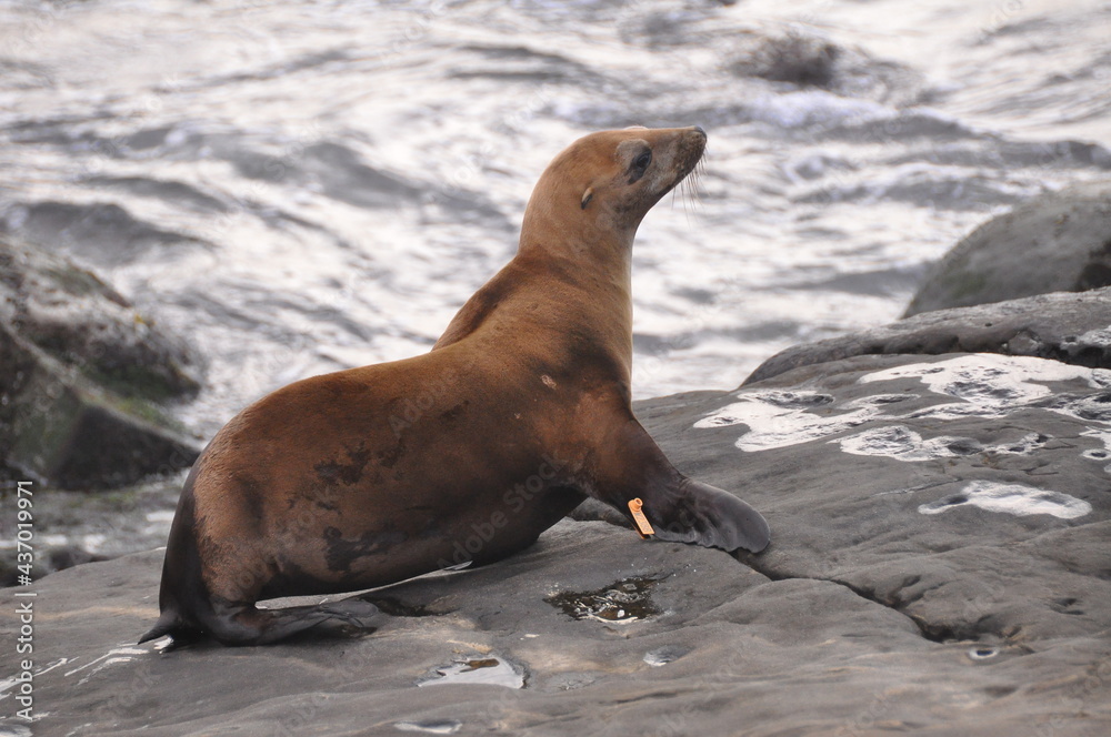 Naklejka premium Little brown fur seal going to the water on La Jolla beach in San Diego, California