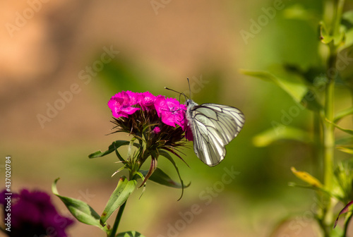 butterfly on a flower © Jonas Baechler