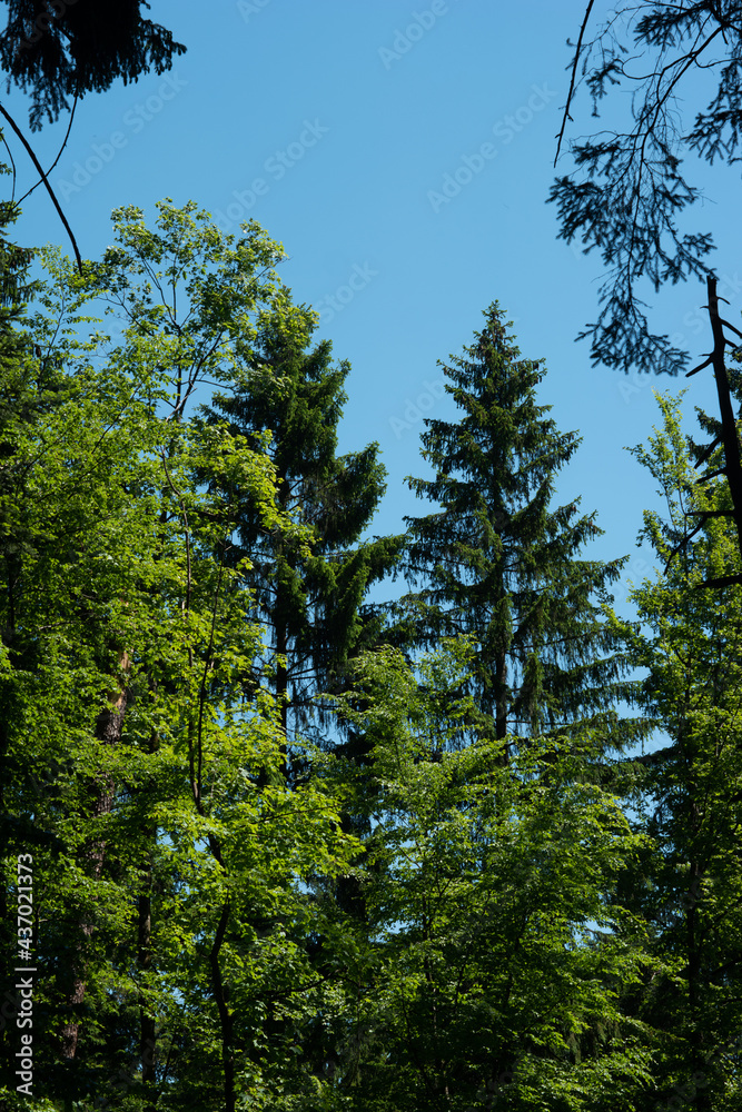 Fototapeta premium Coniferous evergreen trees in the forest low angle blue sky in the background