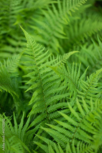 Fresh green forest fern leaves bush top view close up shot shallow depth of field