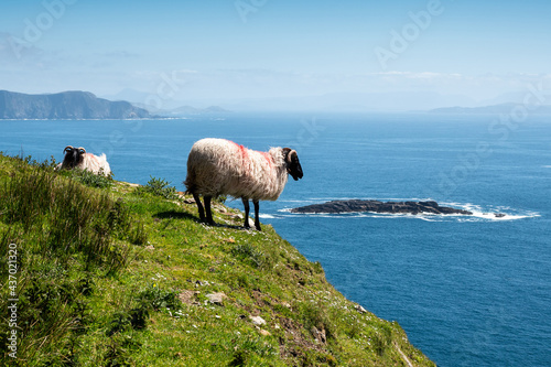 Sheep on cliff, Achill island, county Mayo, Ireland, Warm sunny day. Atlantic ocean in the background. Clear cloudy sky