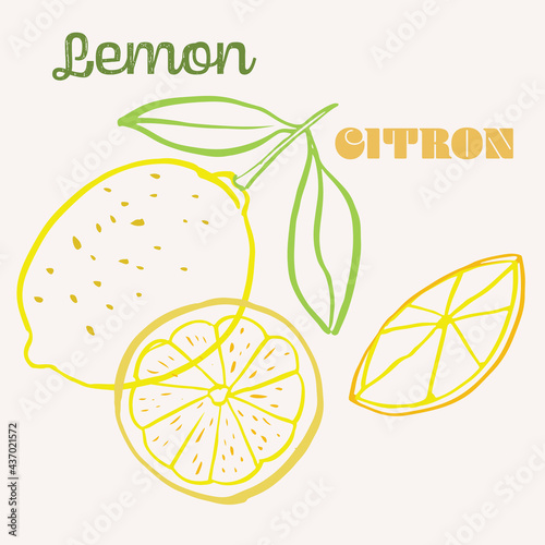 Lemon line art hand-drawn multicolor modern vector illustration. Colorful line art exotic fruit design.
