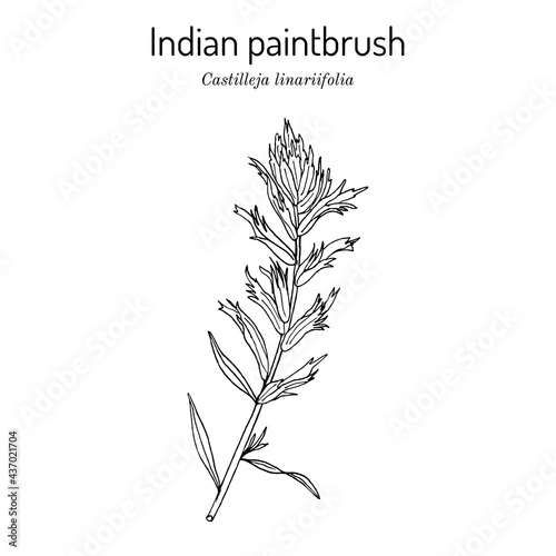 Indian Paintbrush Castilleja linariaefolia , Official State Flower of Wyoming