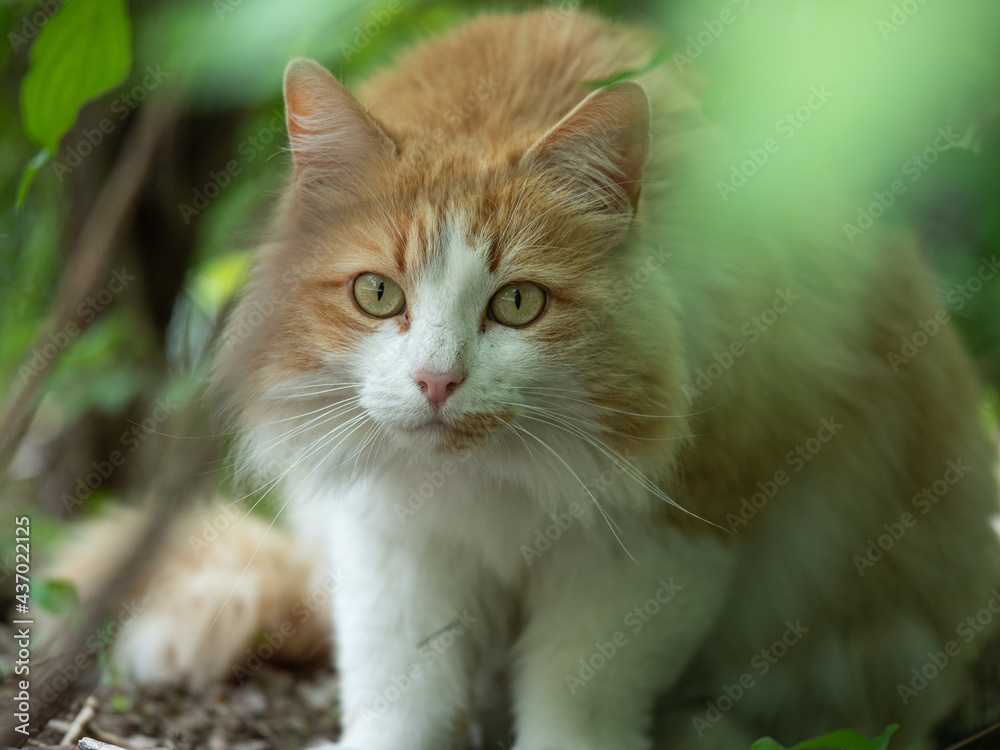 Beautiful Portrait of a Cat Hidden among the Leaves and with Light Brown and White Fur Beautiful Portrait of a Cat Hidden among the Leaves and with Light Brown and White Fur