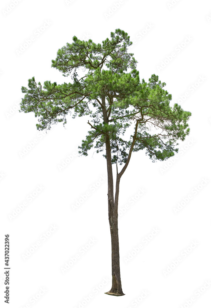 Tropical bush shrub pine tree isolated on white background. This has a clipping path
