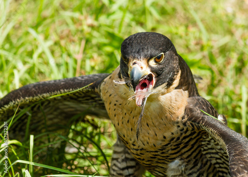 Peregrine Falcon close-up feeding on quail. photo