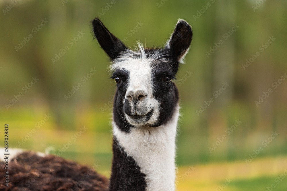Head of black and white llama. South American camelid.