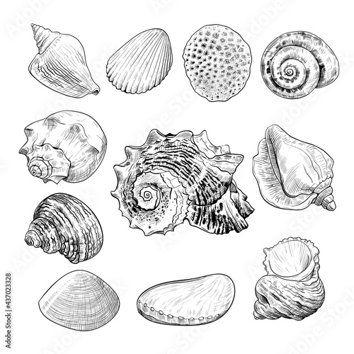 .A collection of sketches of various sea shells. Hand-drawn vector illustration in vintage style.Isolated drawings with imitation of engraving..