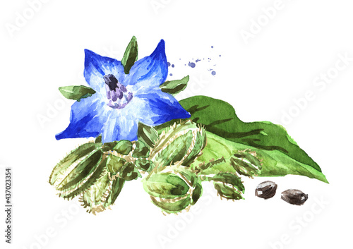 Borage plant (Borago officinalis) Fflower, buds, seeds and leaves. Watercolor hand drawn illustration, isolated  on white background photo