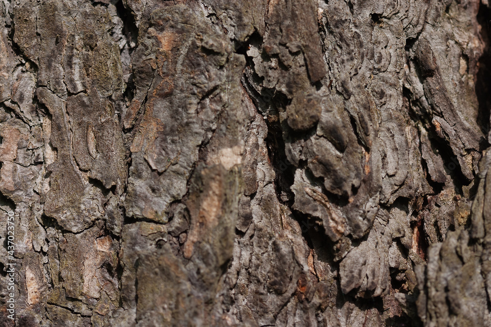 Bark of an old larch tree Bark of an old larch tree