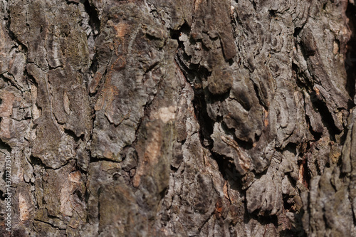 Bark of an old larch tree